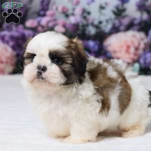 Rally, Shih Tzu Puppy